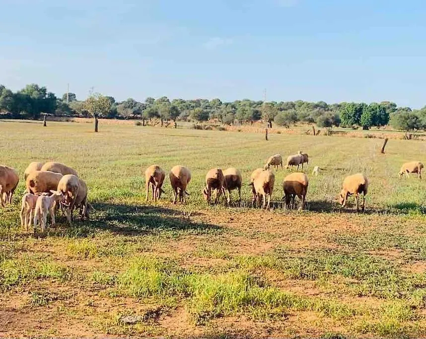 Ses Cases Noves Llucmajor Spanien